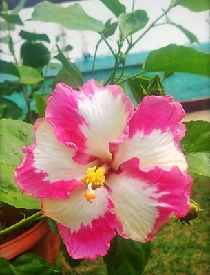 FSK Hibiscus Plant(Hybrid, Pack of 1)