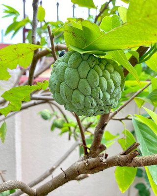 Platone Custard Apple Plant(Hybrid, Pack of 1)