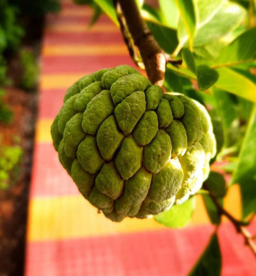 Platone Custard Apple Plant(Hybrid, Pack of 1)