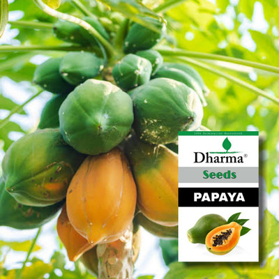 Dharma Papaya, Pepe Seed(50 per packet)