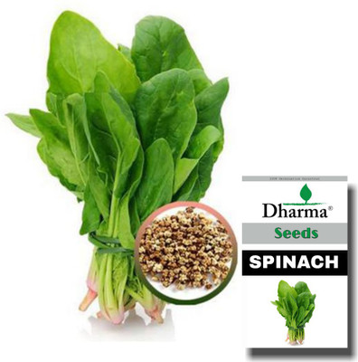 Dharma Spinach, Palak, Palong Seed(800 per packet)