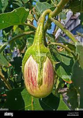 KALAGIA BRINJAL SEED Seed(100 per packet)