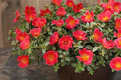 Aywal Portulaca (Mixed), 10 O Clock Seed(60 per packet)