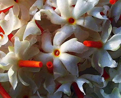 Aywal Night Jasmine / Parijatak Flower Seed(50 per packet)