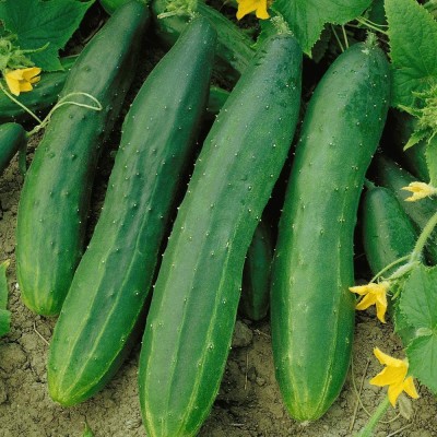 WHYGI Cucumber Seeds, Premium Heirloom Seeds, Gardeners-CuC_498 Seed(100 per packet)