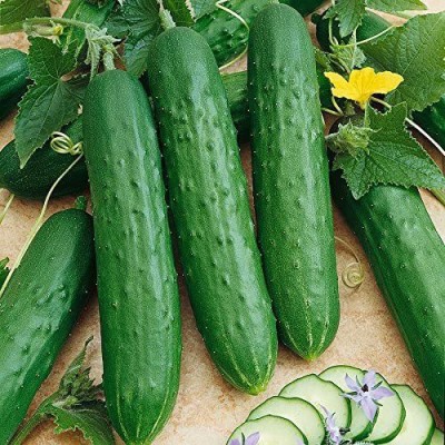 WHYGI Saladmore Bush Hybrid Cucumber Seeds, Delicious Patio Cukes Seeds-CuC_1537 Seed(500 per packet)