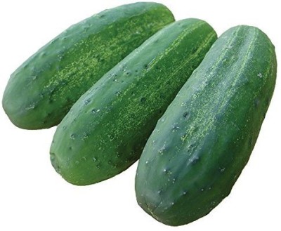 WHYGI Cucumber Cross Country F1 Seed-CuC_410 Seed(80 per packet)