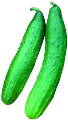 WHYGI Garden Sweet Burpless Cucumber Seeds-CuC_109 Seed(50 per packet)