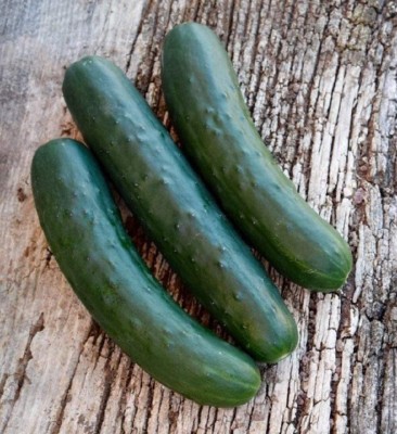 WHYGI Cucumber Seeds - Non-GMO- heirlooms and a Favorite Slicer-CuC_579 Seed(100 per packet)