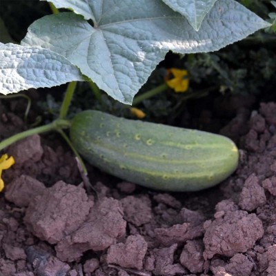 WHYGI Heirloom Jointed Gourd-Hairy Melon Seeds(Mokwa Long)-CuC_1649 Seed(500 per packet)