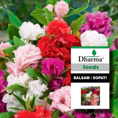 Dharma Dopati Seed(25 per packet)