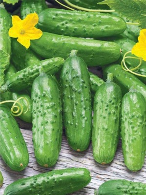 WHYGI Garden Sweet Burpless Cucumber Seeds-CuC_1155 Seed(250 per packet)