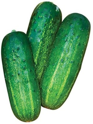 WHYGI Cucumber Dasher II F1 Seed-CuC_1235 Seed(250 per packet)