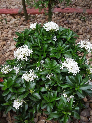 MHIMI Trothic Ixora/Chethi Plant(Hybrid, Pack of 1)