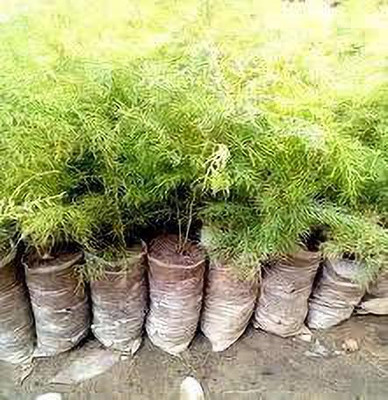 EVY Asparagus Plant(Hybrid, Pack of 1)