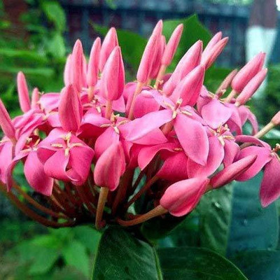 MHIMI Trothic Ixora/Chethi Plant(Hybrid, Pack of 1)