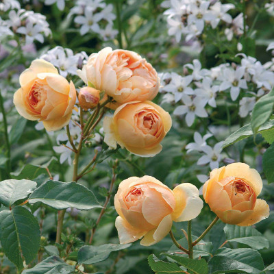FURYHUB Rose Plant(Hybrid, Pack of 1)