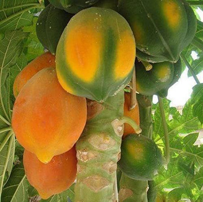 MKR Enterprises Papita Seed(80 per packet)