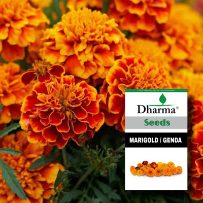 Dharma Marigold, Genda, Gada Seed(30 per packet)