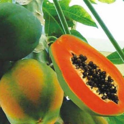 MKR Enterprises Papita Seed(500 per packet)