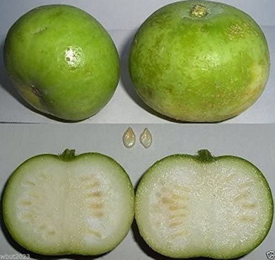 Farmonix Org_188_Tinda Seeds Seed(100 per packet)
