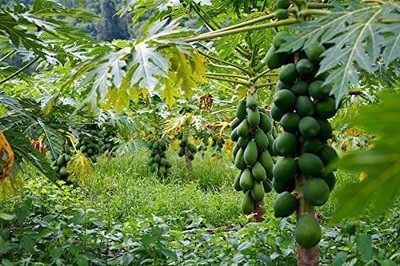 MKR Enterprises Papita Seed(140 per packet)