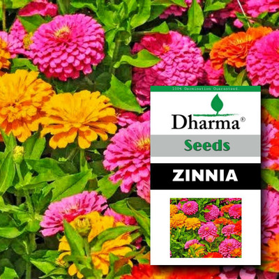Dharma Zinnia, Jiniya Seed(1000 per packet)