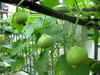 CYBEXIS NBIR-8 - Bottle Gourd Round Shaped Fruit - (100 Seeds) Seed(100 per packet)