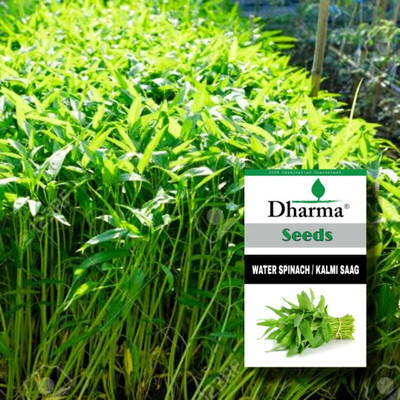 Dharma Water Spinach, Kalmi Seed(100 per packet)