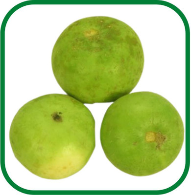 MKR Enterprises Round Gourd Seed(60 per packet)