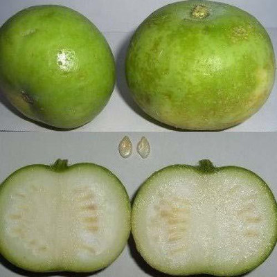 MKR Enterprises Round Gourd Seed(60 per packet)