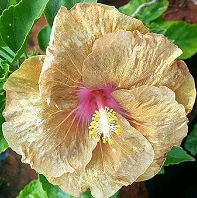 PLaNeTreee Hibiscus Plant(Hybrid, Pack of 1)