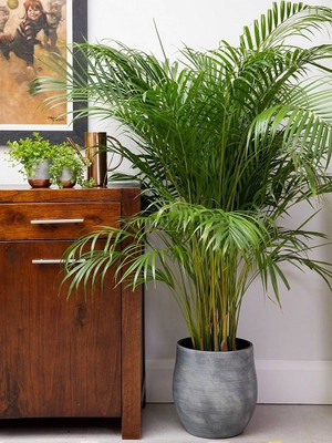 FSK Areca Palm(Hybrid, Pack of 2)