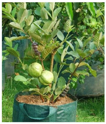 MiracleGarden Guava Plant(Hybrid, Pack of 1)