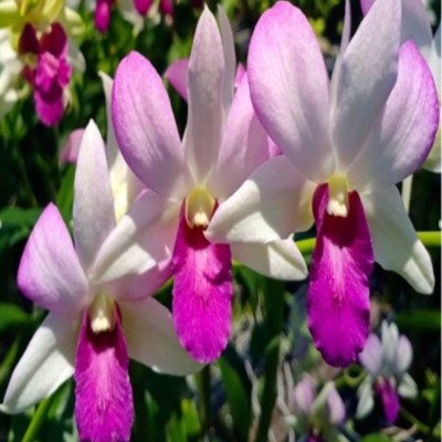 Click Orchid Orchid Plant(Hybrid, Pack of 1)