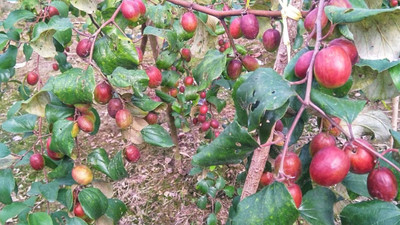 Platone Ber Apple Plant(Hybrid, Pack of 1)