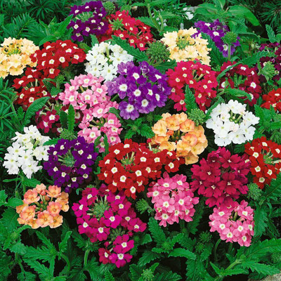 ACCELCROP Verbena Mix Seed(70 per packet)