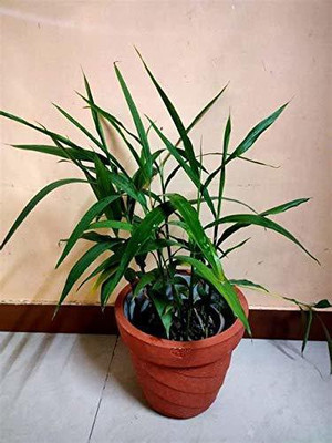 CYBEXIS VXI-87 - Cardamom Elaichi - (60 Seeds) Seed(60 per packet)
