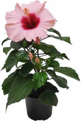 AquinnahGaden Hibiscus Plant(Hybrid, Pack of 1)