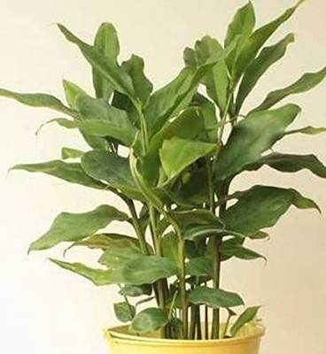 CYBEXIS NBIR-76 - Cardamom -Veldode -Yallaki -EalaChai - (60 Seeds) Seed(60 per packet)