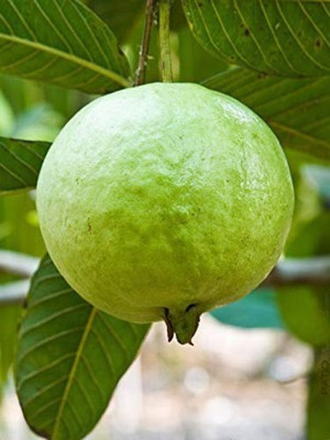 XOLDA Guava Hybrid Fruit Seed(15 per packet)