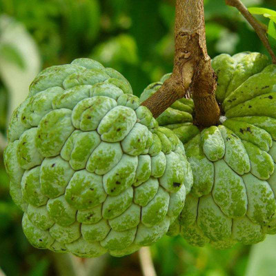 XOLDA Custard Apple Hybrid Fruit Seed(27 per packet)