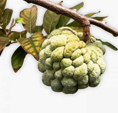 Paudha Custard Apple Hybrid Fruit Seed(36 per packet)