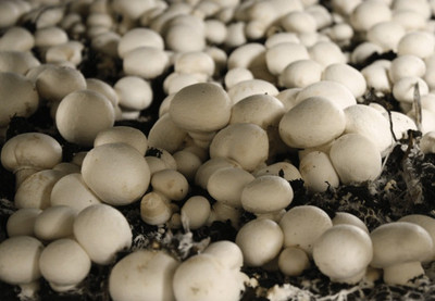 XOLDA Mushroom Herb Seed(25 per packet)