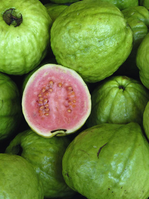 XOLDA Guava Hybrid Fruit Seed(15 per packet)