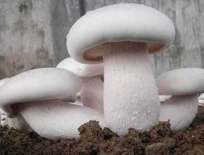 XOLDA Mushroom Herb Seed(37 per packet)