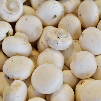 XOLDA Mushroom Herb Seed(35 per packet)