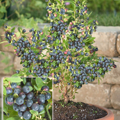PLANTZON Blueberry Hybrid Seed(25 per packet)