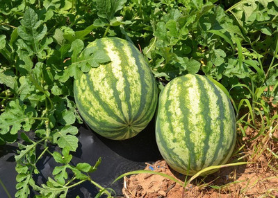 XOLDA Watermelon Hybrid Seed(57 per packet)