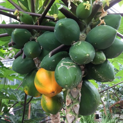 Paudha Papaya Hybrid Fruit Seed(57 per packet)